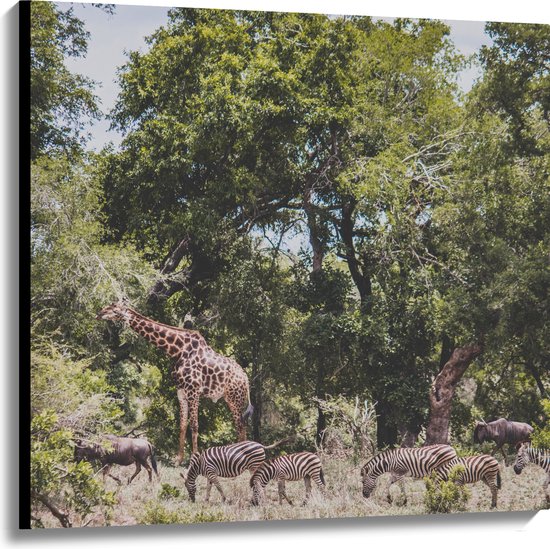 Canvas - Zebra's, Bizons en Giraffen Lopend door de Bossen in Afrika - 100x100 cm Foto op Canvas Schilderij (Wanddecoratie op Canvas)