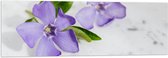 Acrylglas - Paarse Bloemetjes met Groen Blad op Witte Achtergrond - 120x40 cm Foto op Acrylglas (Met Ophangsysteem)