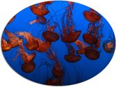 WallClassics - Dibond Ovaal - Zee van Oranje Kwallen in de Zee - 96x72 cm Foto op Ovaal (Met Ophangsysteem)