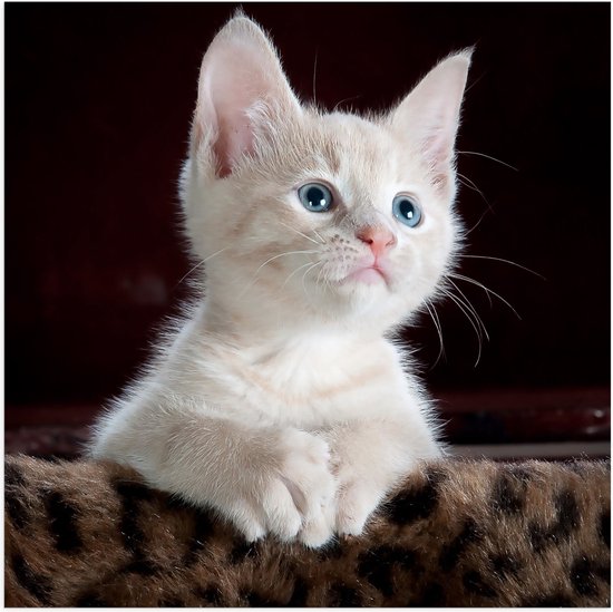 WallClassics - Poster (Mat) - Witte Poserende Kitten op Dierenprint Kleedje - 50x50 cm Foto op Posterpapier met een Matte look