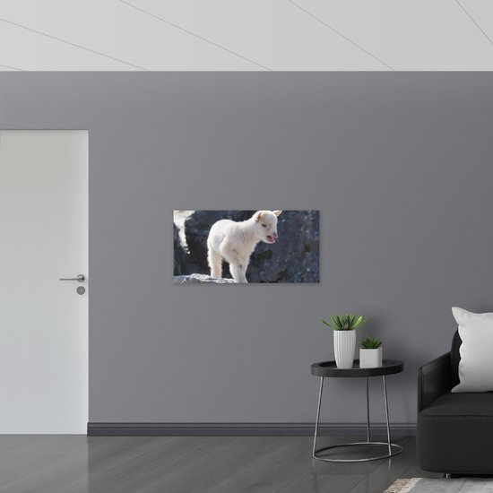 Dibond - Wit Babygeitje op Rots - 100x50 cm Foto op Aluminium (Wanddecoratie van metaal)