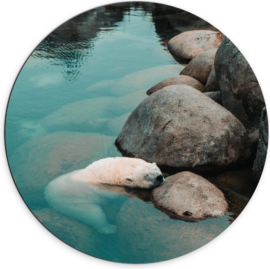 WallClassics - Dibond Muurcirkel - Zwemmende IJsbeer in Blauw Water bij Rotsen - 70x70 cm Foto op Aluminium Muurcirkel (met ophangsysteem)