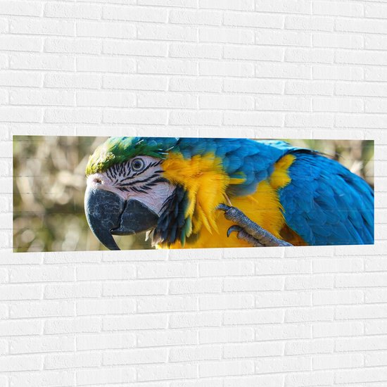 Muursticker - Blauw met Gele Ara Papegaai Opzijkijkend - 150x50 cm Foto op Muursticker
