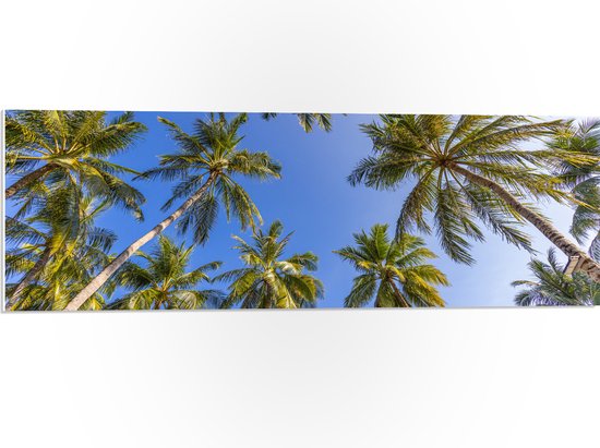 PVC Schuimplaat - Onderaanzicht van Groepje Grote Palmbomen onder Heldere blauwe Lucht - 90x30 cm Foto op PVC Schuimplaat (Met Ophangsysteem)