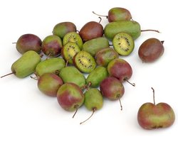 Kiwibes - Actinidia arguta ‘Bayern Kiwi’ 50-60 cm