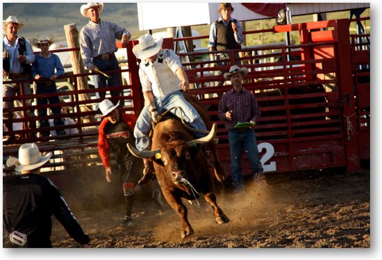Stier in Rodeo - USA - Fotoposter 90x60