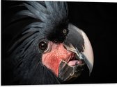 Dibond - Zwartkleurige Kaketoe Vogel tegen Zwarte Achtergrond - 80x60 cm Foto op Aluminium (Wanddecoratie van metaal)