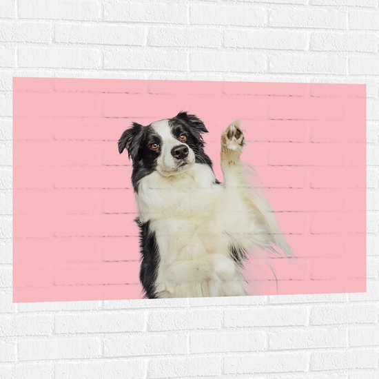 Muursticker - Zwaaiende Border Collie Hond tegen Roze Achtergrond - 105x70 cm Foto op Muursticker