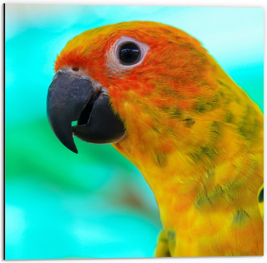 Dibond - Zijaanzicht van Kop van Oranje met Gele Conure Papegaai - 50x50 cm Foto op Aluminium (Wanddecoratie van metaal)