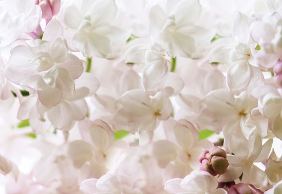 Papier peint Fleurs Spring Blossom | XXXL - 416 cm x 254 cm | Polaire 130g / m2