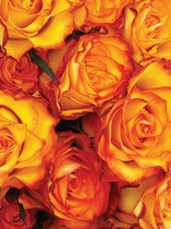 Fotobehang Amber Roses | XXL - 206cm x 275cm | 130g/m2 Vlies