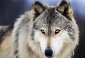 Fotobehang Wolf Animal | XXL - 312cm x 219cm | 130g/m2 Vlies