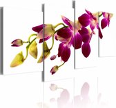 Schilderij - Gloed van de orchidee , 4 luik , 80x45cm