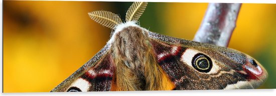 Dibond - Nachtpauwoog Vlinder met Gespreide Vleugels op Smalle Tak - 120x40 cm Foto op Aluminium (Met Ophangsysteem)