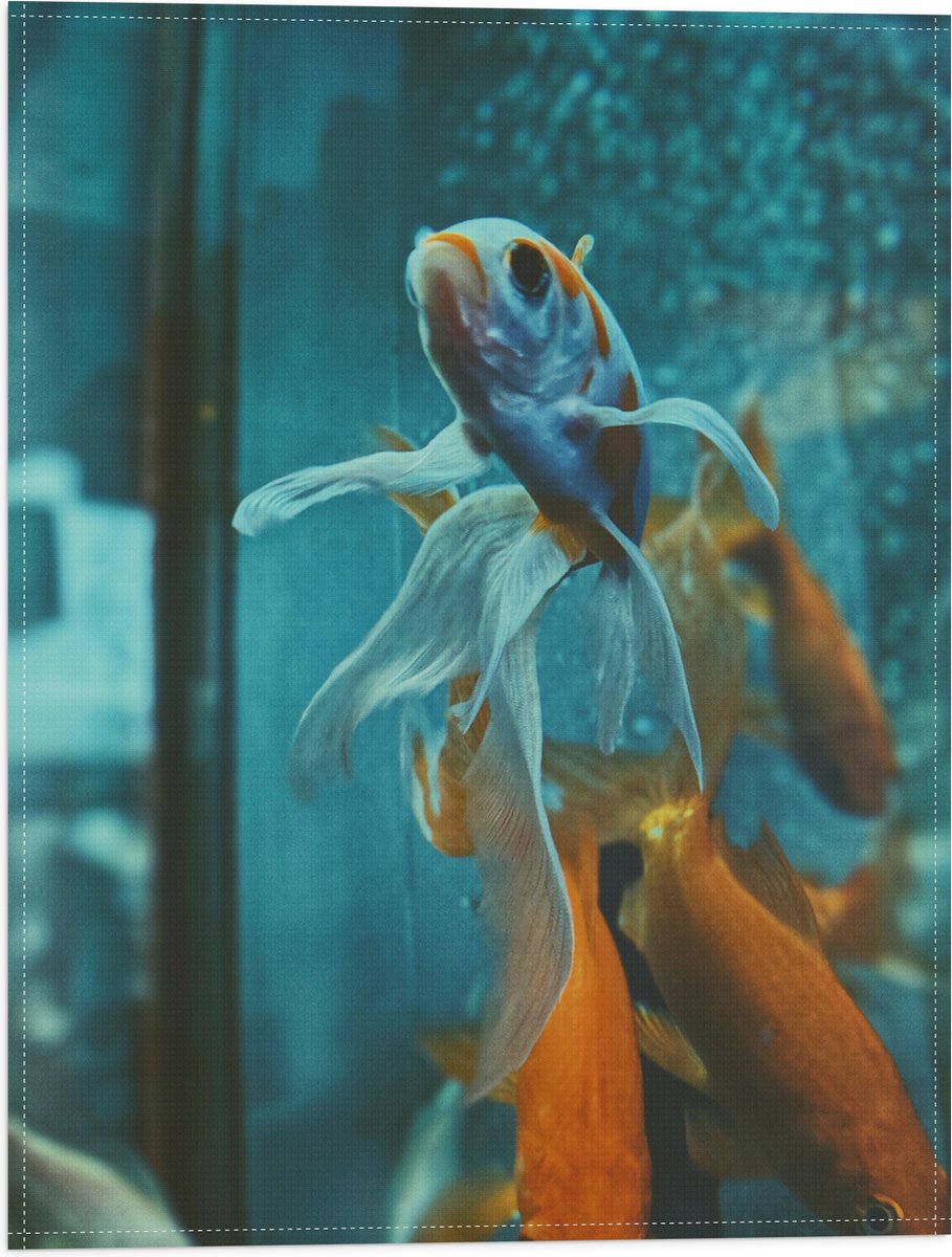 Vlag - Blauw met Oranje Vis met Dansende Vinnen in het Aquarium - 30x40 cm Foto op Polyester Vlag