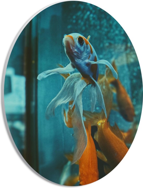 PVC Schuimplaat Ovaal - Blauw met Oranje Vis met Dansende Vinnen in het Aquarium - 21x28 cm Foto op Ovaal (Met Ophangsysteem)