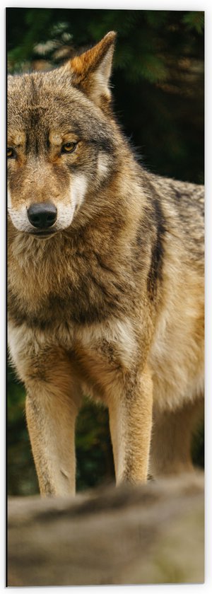 Dibond - Booskijkende Wolf met Oranje Ogen in het Bos - 40x120 cm Foto op Aluminium (Met Ophangsysteem)