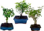 Bonsaiwonder - Bonsai boompjes - Set van 3 - Met bijbehorende keramieken potten - Hoogte 25-35cm - Plant - Kamerplant - Kamerplant in pot