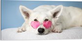 Dibond - Liggende Witte Hond met Roze Brilletje op - 100x50 cm Foto op Aluminium (Met Ophangsysteem)