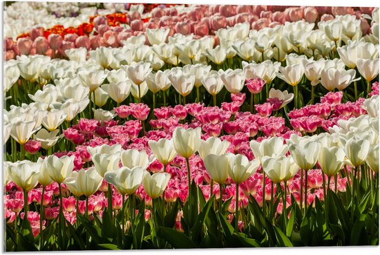 Acrylglas - Bloeiend Bloemenveld van Verschillende Kleuren Bloemen in de Lente - 75x50 cm Foto op Acrylglas (Met Ophangsysteem)