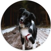 Dibond Muurcirkel - Bordercollie Hond op Bospad tijdens de Sneeuw - 70x70 cm Foto op Aluminium Muurcirkel (met ophangsysteem)