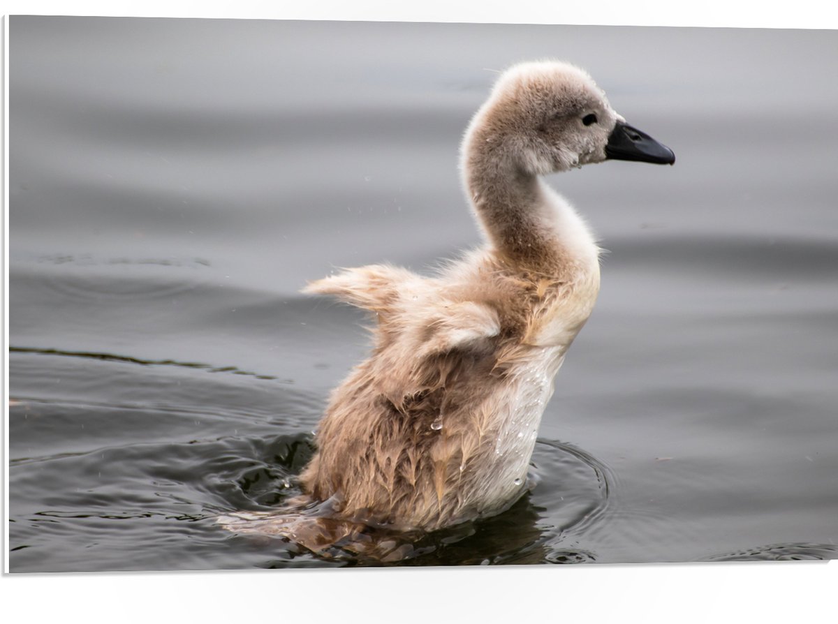 PVC Schuimplaat - Baby Zwaan Dobberend op het Water - 75x50 cm Foto op PVC Schuimplaat (Met Ophangsysteem)