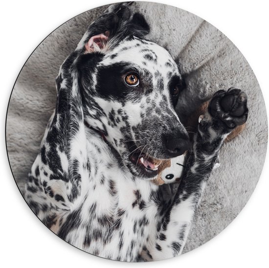 Dibond Muurcirkel - Blijkijkende Dalmatiër Hond op Rug - 60x60 cm Foto op Aluminium Muurcirkel (met ophangsysteem)