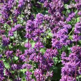 6x Kranssalie - Salvia verticillata ‘Purple Rain’ - Pot 9x9cm