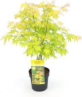 Hello Plants Acer Palmatum Orange Dream Japanse Esdoorn - Struik, Sierheester - Ø 19 cm - Hoogte: 40 cm