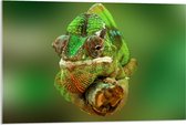 Acrylglas - Groene Kameleon Gekruld om Smalle Houten Tak - 90x60 cm Foto op Acrylglas (Met Ophangsysteem)
