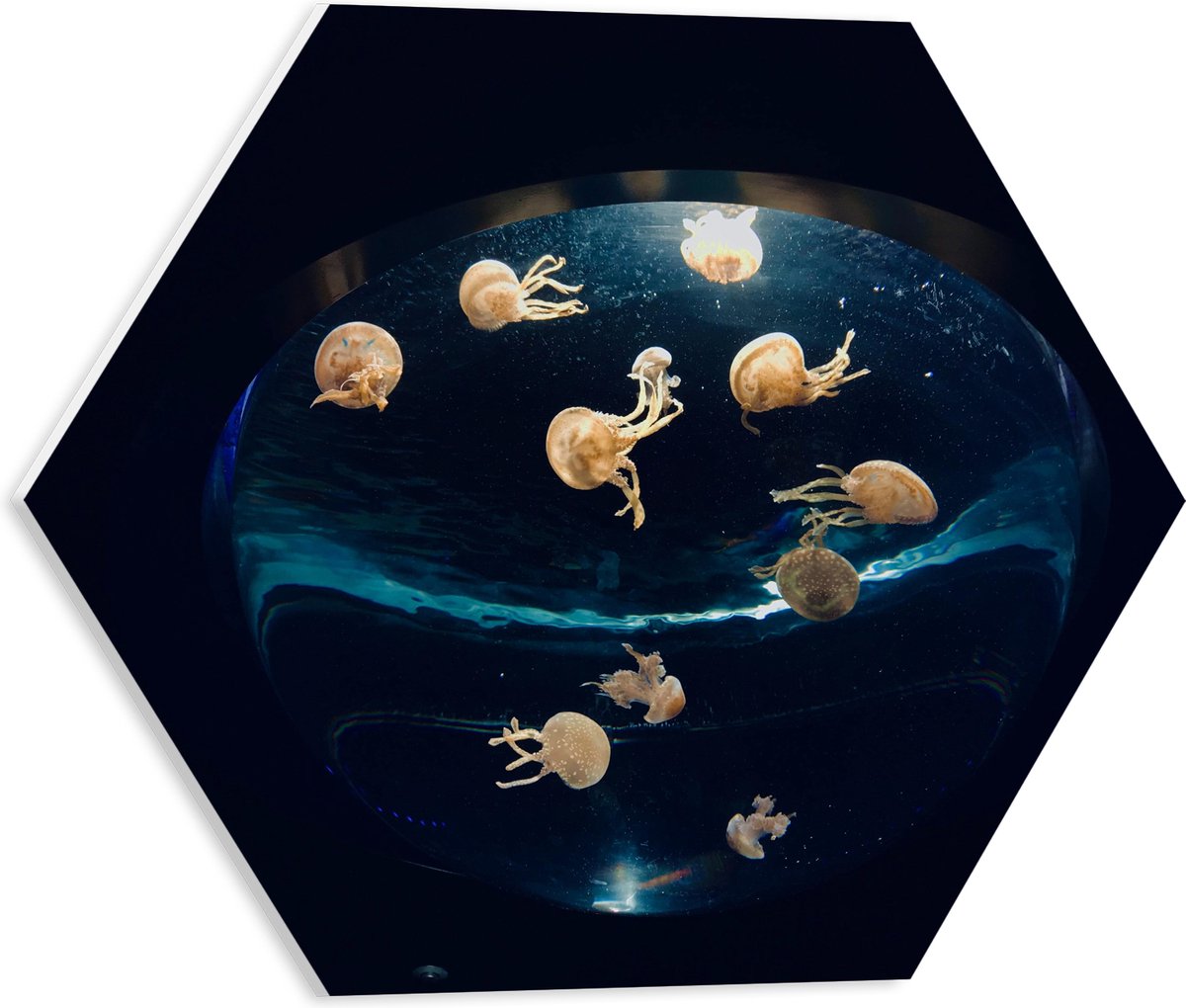 PVC Schuimplaat Hexagon - Groepje Oranjekleurige Kwallen in Bolvormig Aquarium - 40x34.8 cm Foto op Hexagon (Met Ophangsysteem)
