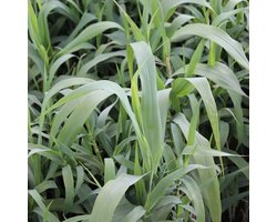 6x Pijlriet - Arundo donax - Pot 9x9cm
