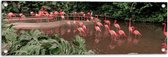 Tuinposter – Kolonie Flamingo's in het Water van Groen Bos - 90x30 cm Foto op Tuinposter (wanddecoratie voor buiten en binnen)