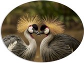 PVC Schuimplaat Ovaal - Liefdevol Duo Kraanvogels - 108x81 cm Foto op Ovaal (Met Ophangsysteem)