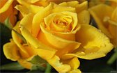 Diamond painting de luxe 40x60cm - belle rose jaune