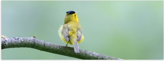 Poster Glanzend – Achteraanzicht van Zingend Geel Wilsons Vogeltje op een Tak - 60x20 cm Foto op Posterpapier met Glanzende Afwerking