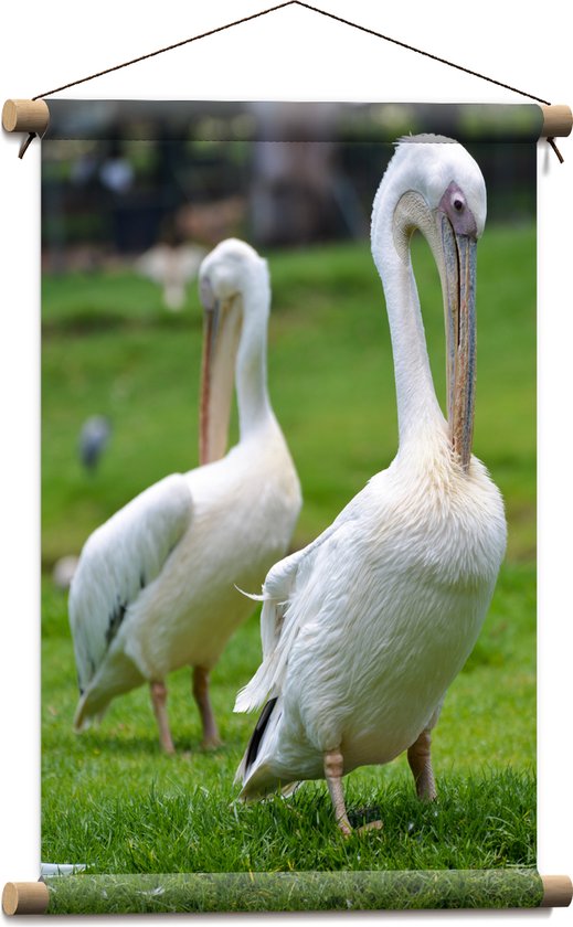 Textielposter - Duo Witte Naar Beneden Kijkende Pelikanen in een Grasveld - 40x60 cm Foto op Textiel