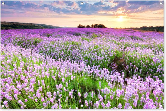 Tuinposter bloemen - Tuindecoratie lavendel paars - 120x80 cm - Tuinschilderij voor buiten - Tuindoek zonsondergang - Wanddecoratie tuin - Schuttingdoek - Balkon decoratie - Muurdecoratie natuur landschap - Buitenposter schutting