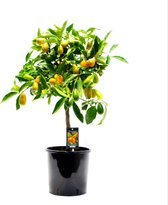 Citrus Kumquat Gigante ↨ 85cm - hoge kwaliteit planten