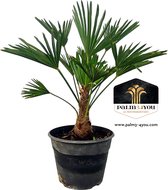 Trachycarpus Wagnerianus 7,5 L - Palm 60-70 cm - Stamomtrek 20-25 cm - Stamhoogte 15-20 cm - Sierlijke Palmboom voor Tuin en Terras