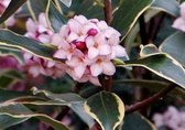 Daphne odora 'Aureomarginata' - Bontbladig Peperboompje 20 - 25 cm in pot