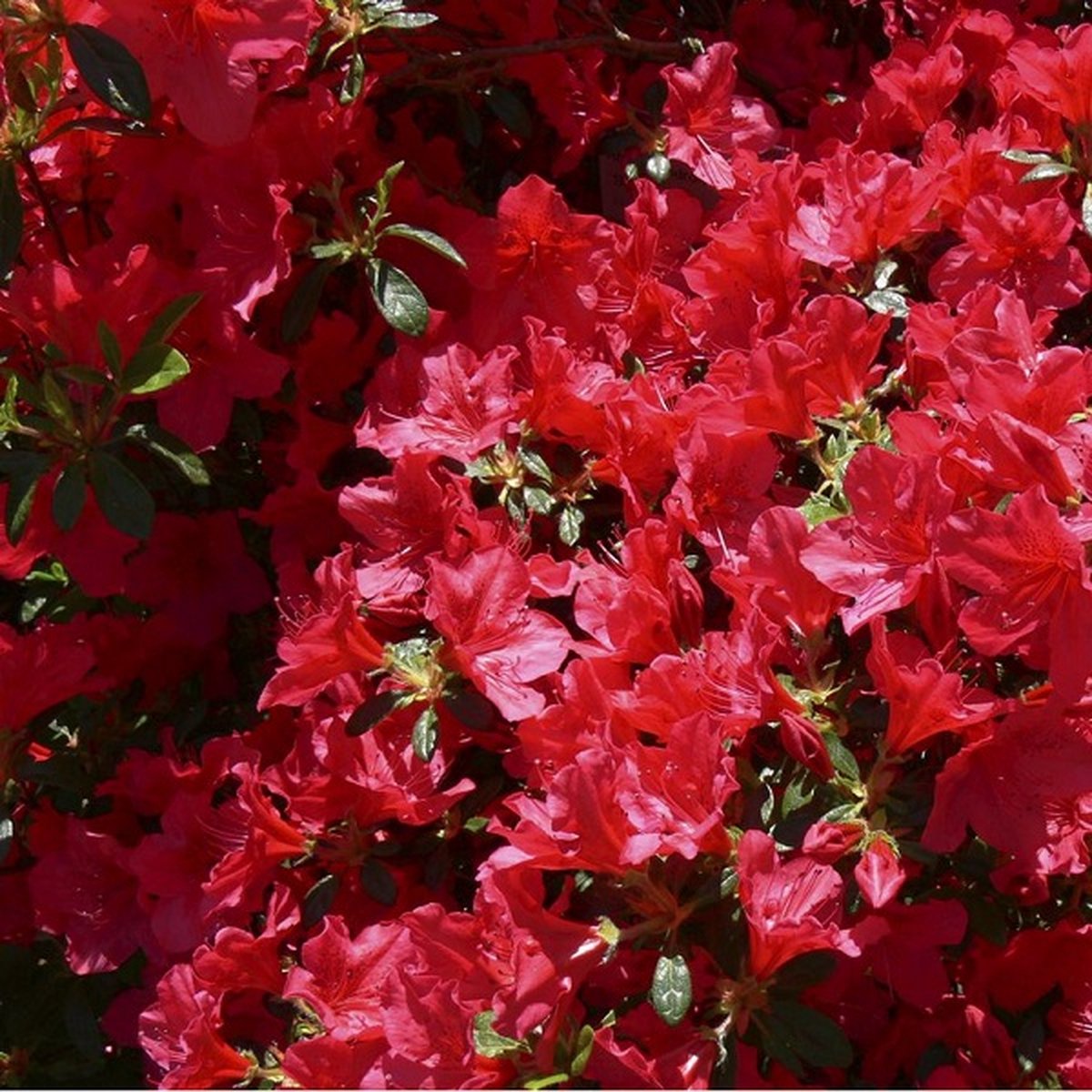 xAzalea Japonica Rood - Azalea 25-30 cm in pot