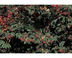 Cotoneaster lacteus - Grootbladige Glasmispel 40 - 60 cm in pot