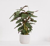 Calathea Compactstar in sierpot Liam Wit – luchtzuiverende kamerplant – pauwenplant – living plant - 55-70cm - Ø18 – geleverd met plantenpot – vers uit de kwekerij