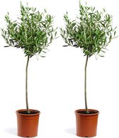 WL Plants - 2x Olea Europaea - Olijfboom - Winterhard - Olijfboom op Stam - Tuinplanten - Boom - ± 85cm hoog - 20cm diameter - in Kweekpot