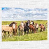 Muursticker - Kudde IJslander Paarden in Groene Wei onder Schapenwolken - 100x75 cm Foto op Muursticker