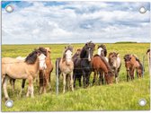 Tuinposter – Kudde IJslander Paarden in Groene Wei onder Schapenwolken - 40x30 cm Foto op Tuinposter (wanddecoratie voor buiten en binnen)