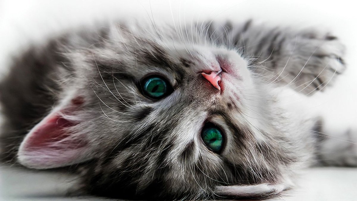 Fotobehang - Vlies Behang - Schattige Kitten - Kat - 312 x 219 cm