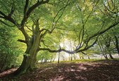 Papier peint photo - Papier peint intissé - Arbre dans la forêt - 368 x 380 cm