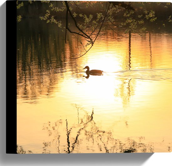 Canvas - Eendje Dobberend op Sloot tijdens het Avondzonnetje - 30x30 cm Foto op Canvas Schilderij (Wanddecoratie op Canvas)